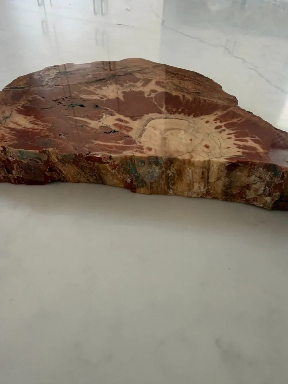 Petrified Wood Slab - 4lbs